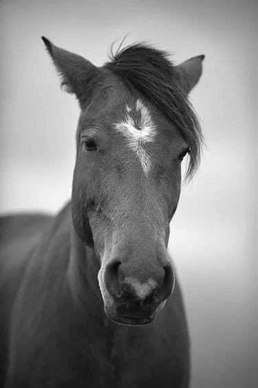 Original Documentary Horse Photography by Luis Veiga