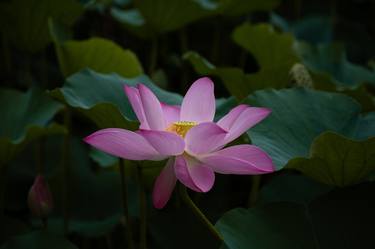 Lotus in the light thumb