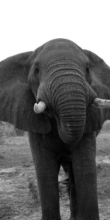 Elephant in Savannah thumb