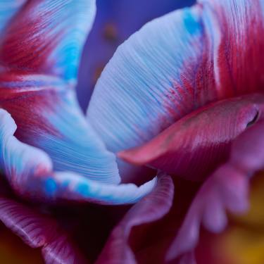 Original Abstract Floral Photography by Iryna Domashenko