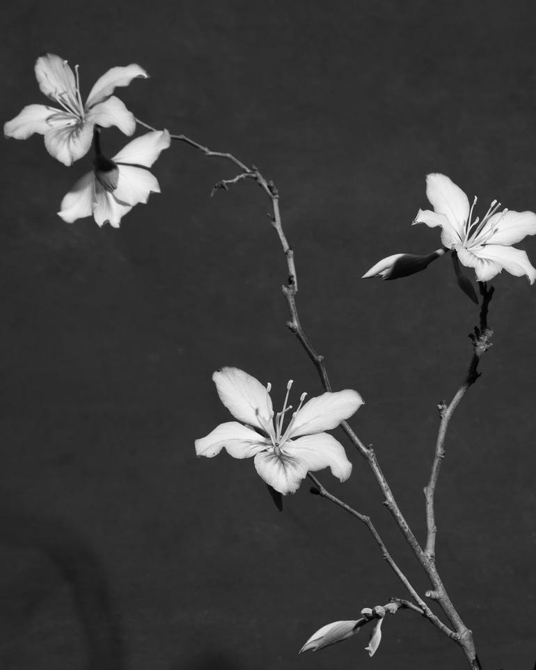 Original Black & White Women Photography by Xidong Luo