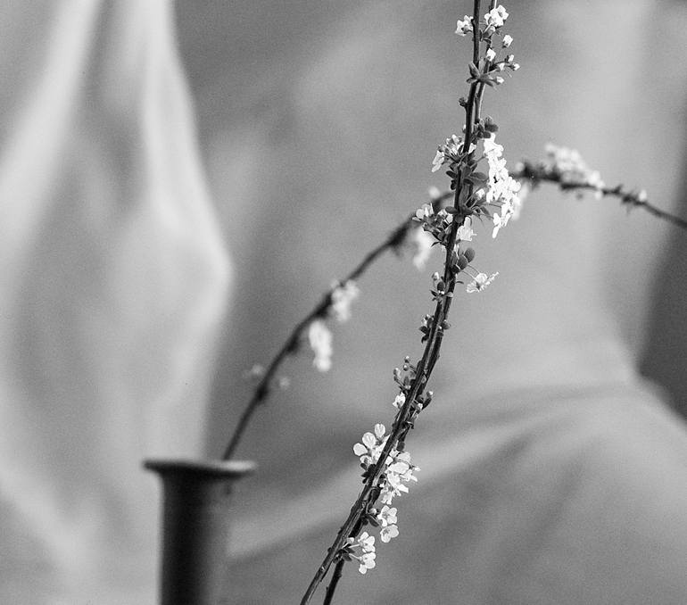 Original Conceptual Floral Photography by Xidong Luo