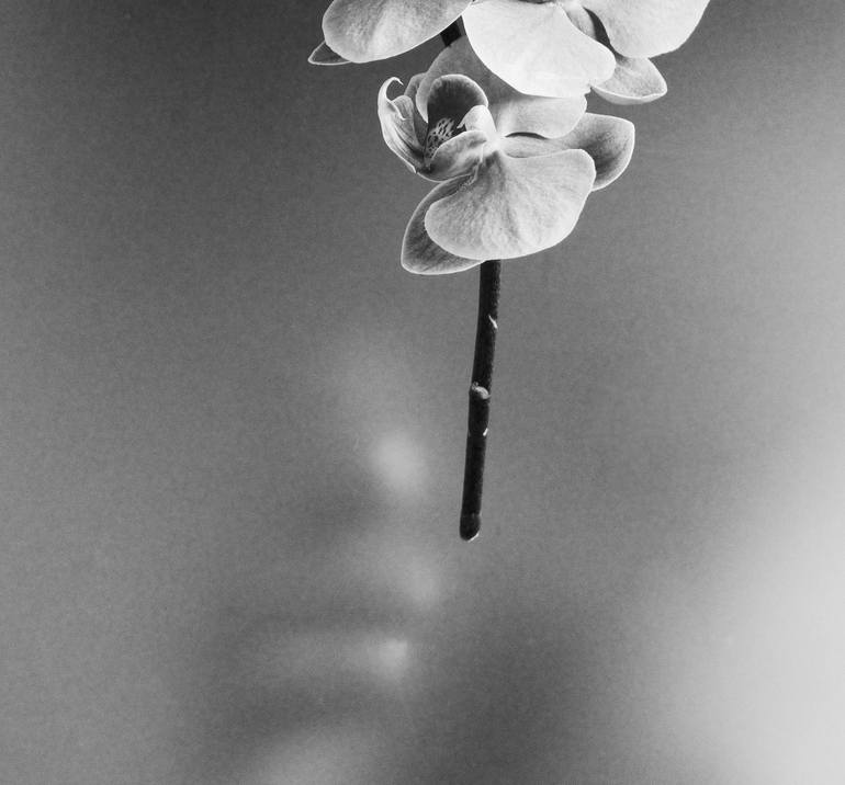 Original Conceptual Floral Photography by Xidong Luo