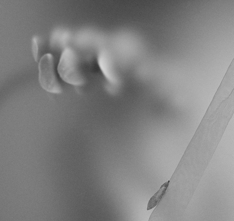 Original Conceptual Floral Photography by Xidong Luo