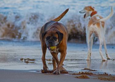 Dogs on the seaside thumb