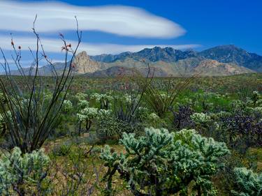 Print of Landscape Photography by VIRGIL GRAHAM