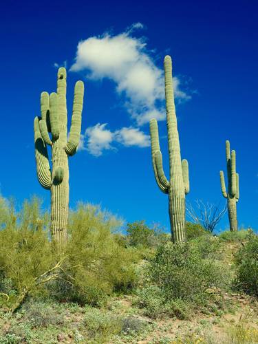 Cactus standing tall thumb