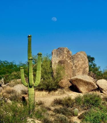 Cactus Moon Rock thumb