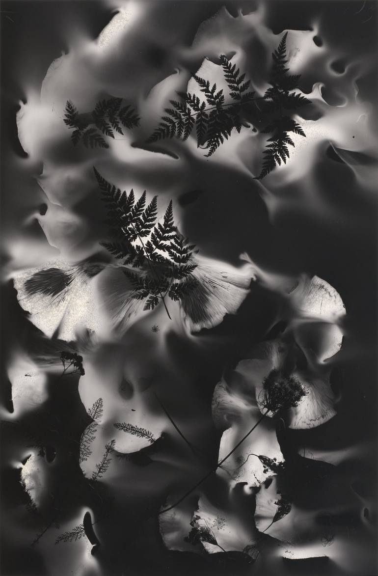 Original Abstract Botanic Photography by Madge Evers