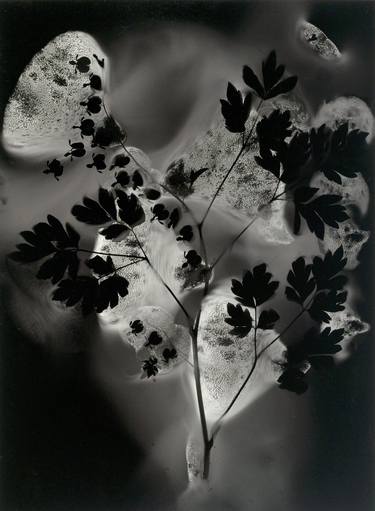 Original Conceptual Botanic Photography by Madge Evers