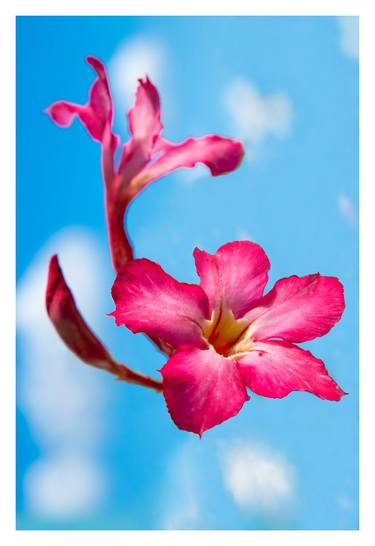 Print of Floral Photography by Thai Dong