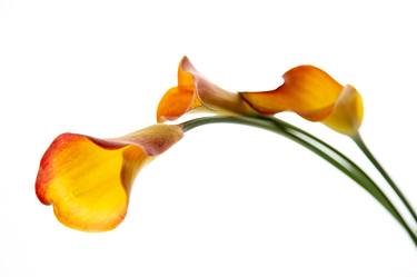 calla lily thumb