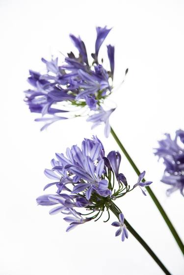 Agapanthus thumb