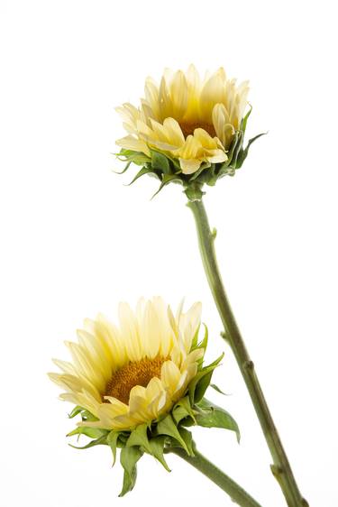 Sunflower thumb