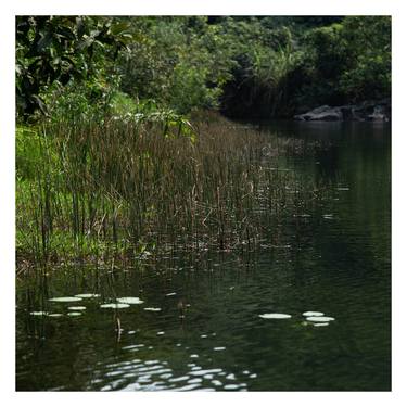 White frame 11 - Reeds thumb