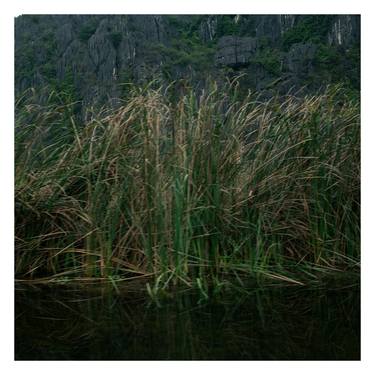 White frame 20 - Reeds thumb