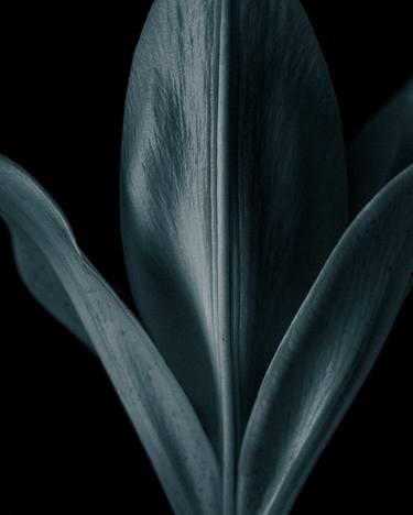 Print of Realism Floral Photography by Tetiana Yarmolovych