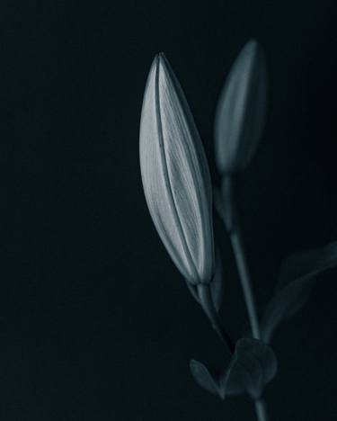 Print of Realism Floral Photography by Tetiana Yarmolovych