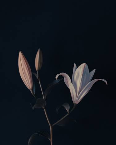 Print of Realism Floral Photography by Tetiana Yarmolovych