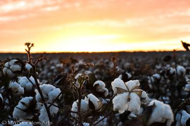 Cotton Sunrise thumb