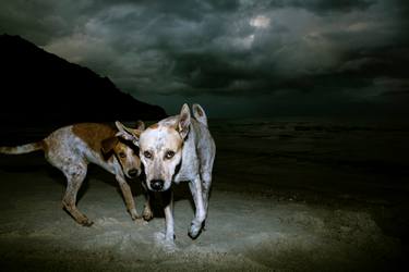 Original Abstract Animal Photography by Louis Amore
