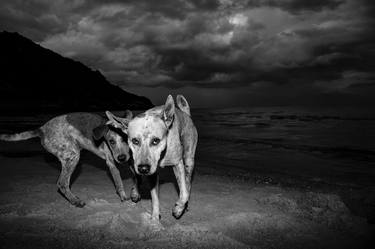 Print of Abstract Expressionism Animal Photography by Louis Amore