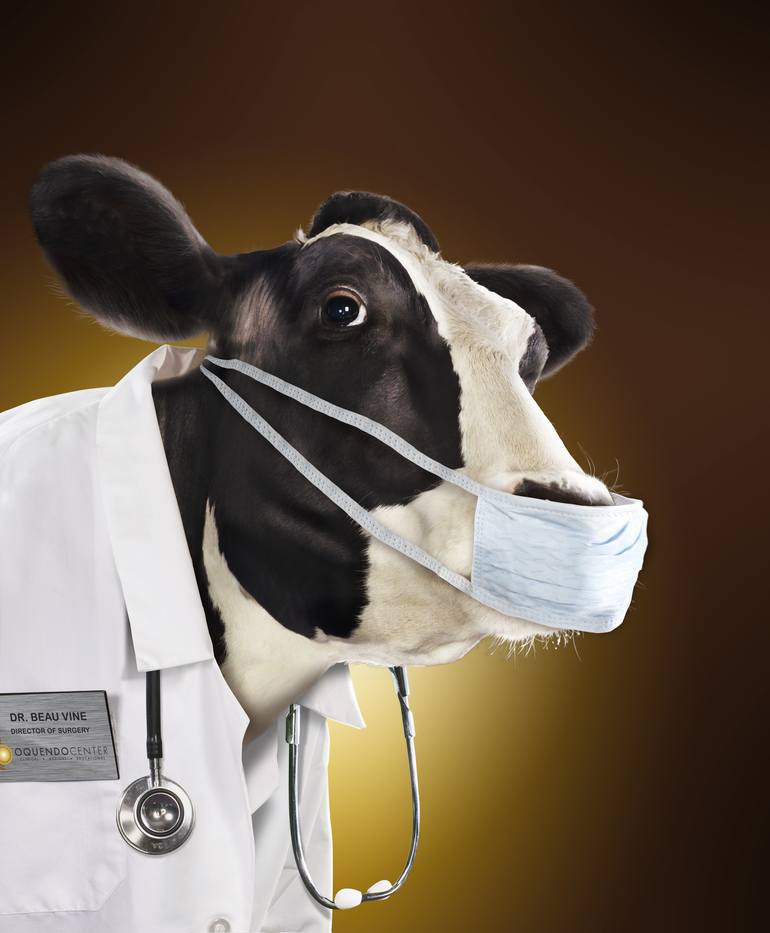 DR. COW Photography by francis george | Saatchi Art