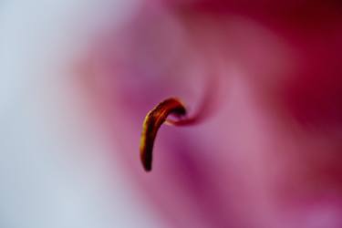 Ascetic - Limited Edition 1 of 10 image