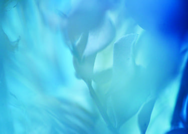 Print of Abstract Floral Photography by francis george