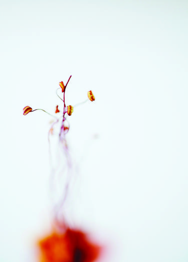 Print of Abstract Botanic Photography by francis george