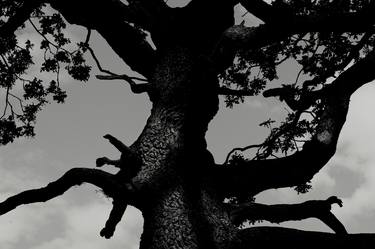 Original Tree Photography by Michelle Blancke
