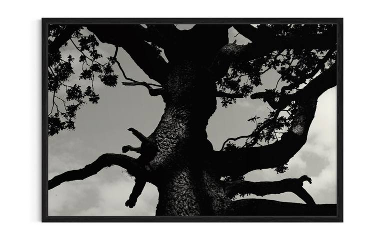 Original Abstract Tree Photography by Michelle Blancke