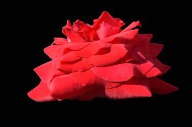 Red rose on a black background. thumb