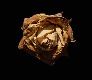 Dry rose on a black background. thumb
