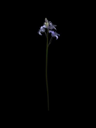 Original Figurative Floral Photography by Cesca Diebschlag