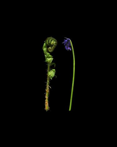 Bluebell and fern (bowing) thumb