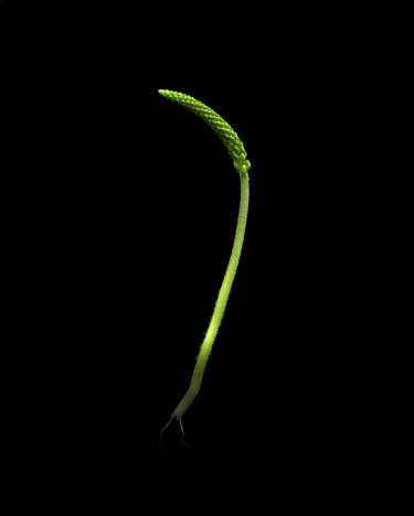 Print of Botanic Photography by Cesca Diebschlag
