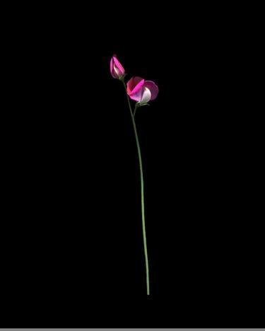 Original Figurative Floral Photography by Cesca Diebschlag