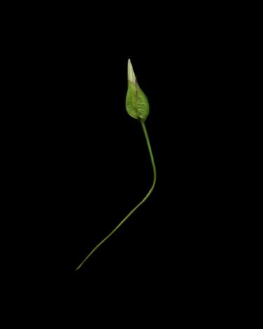 Bindweed bud thumb