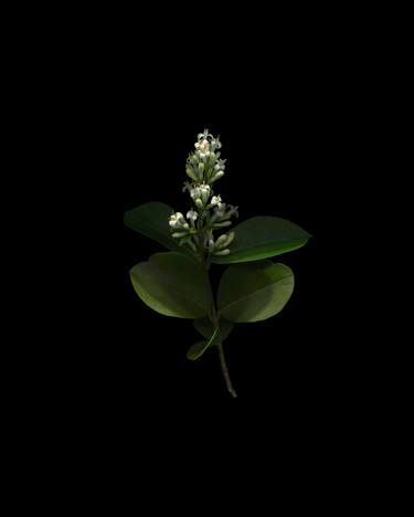 Original Fine Art Floral Photography by Cesca Diebschlag