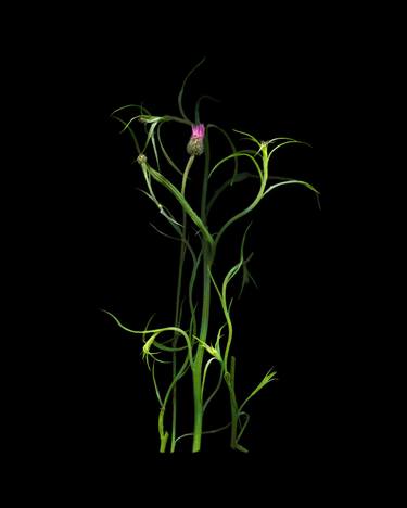 Original Fine Art Floral Photography by Cesca Diebschlag