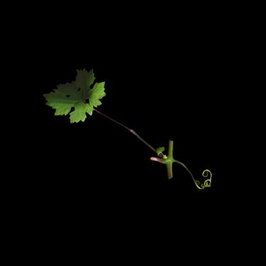 Semaphore series: Grapevine thumb