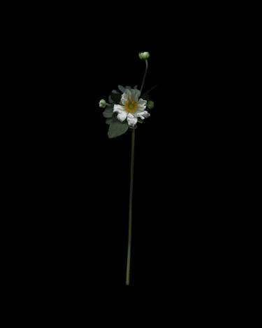 Original Floral Photography by Cesca Diebschlag