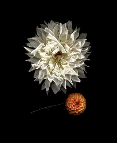 Dahlias, little and large thumb