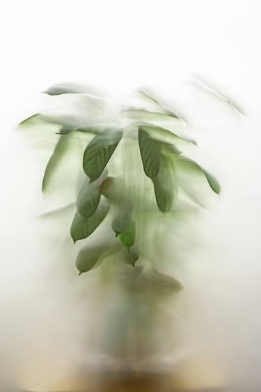 Original Figurative Botanic Photography by In Dutch Light