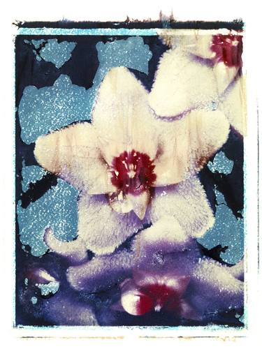 Original Realism Floral Photography by Rudy Hellmann