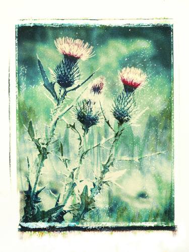 Print of Realism Floral Photography by Rudy Hellmann