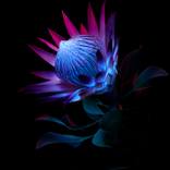 Resilience _Protea cynaroides by Franca Turrin