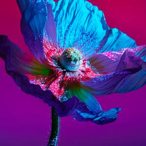 Astrobotany Tetryon Gacrux