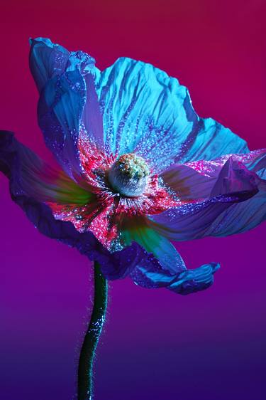 Original Botanic Photography by Franca Turrin